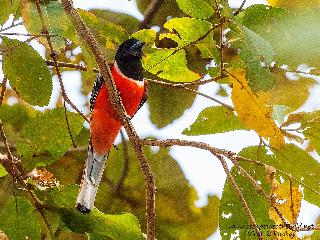Malabar Trogon